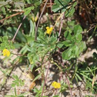 Vigna trilobata (L.) Verdc.